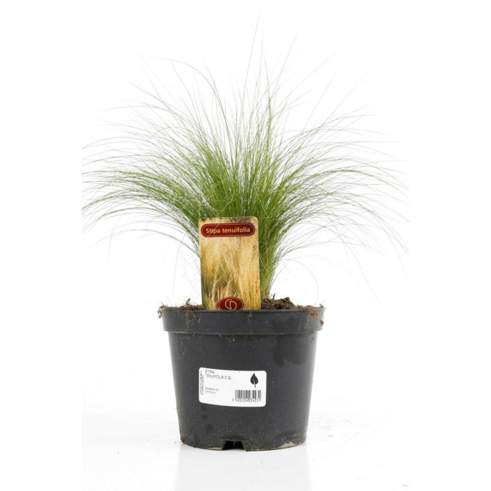 Cheveux dange tenuifolia 20cm pot 2l - stipa tenuifolia