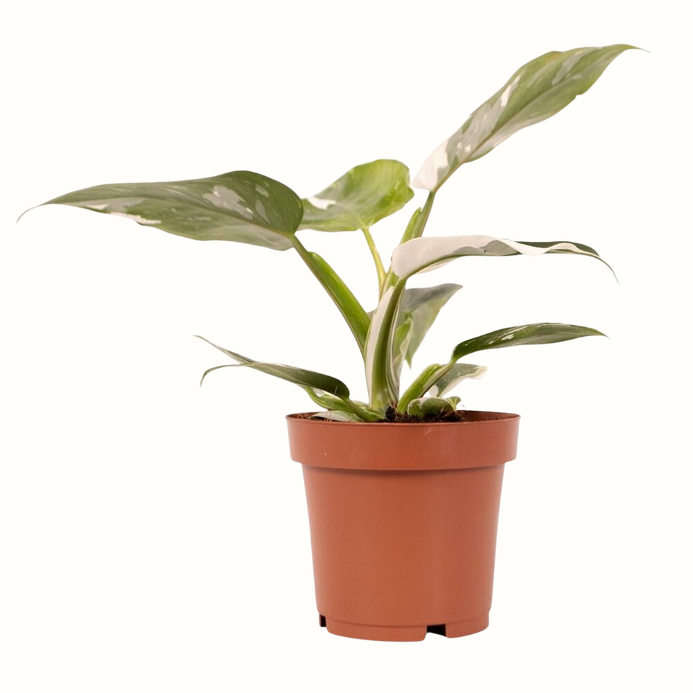 Philodendron white princess - 30cm