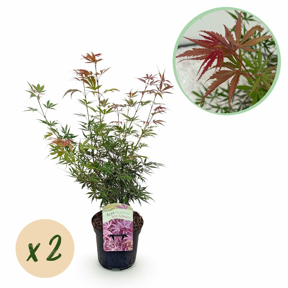 Lot de 2 - érable du japon - rouge foncé - h70 cm