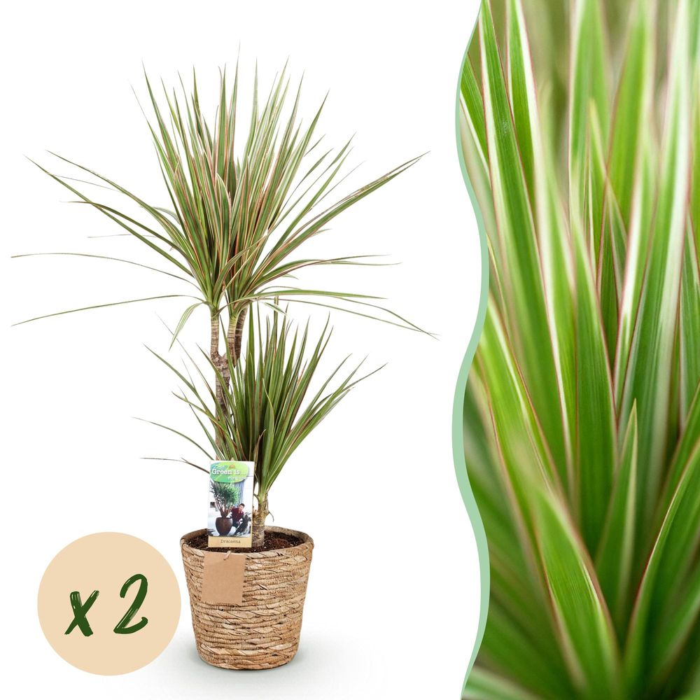 Dracaena sunray - arbre dragon - lot de 2 plantes - pot de 17cm - hauteur 70-75cm - plantes d'intérieur