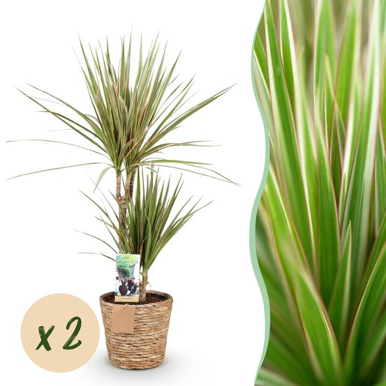 Dracaena sunray - arbre dragon - lot de 2 plantes - pot de 17cm - hauteur 70-75cm - plantes d'intérieur