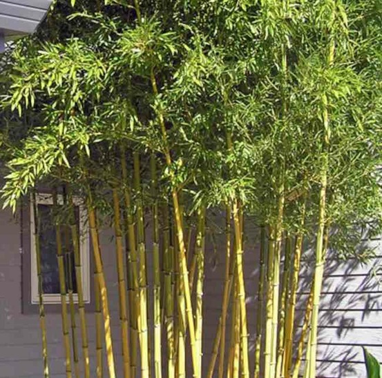Phyllostachys aureosulcata spectabilis pot de 10l - 180/220cm