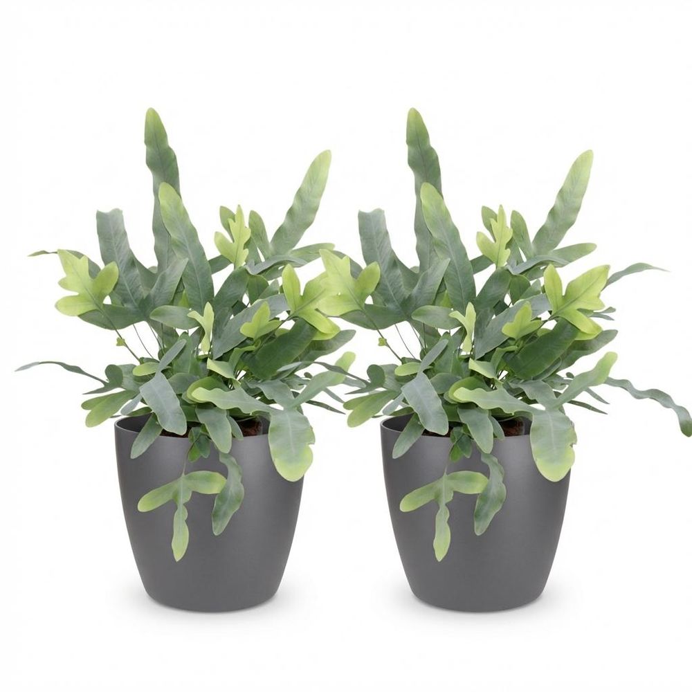 Phlebodium aureum blue star - pet-friendly - pot de 12cm - hauteur 25-30cm