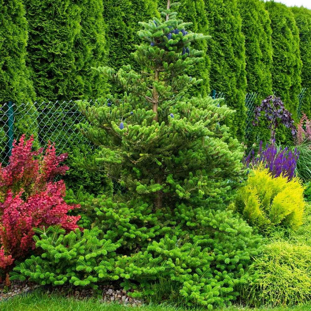 Sapin de corée - le pot / 2l / hauteur livrée 30-40cm, vendu par lot de 2