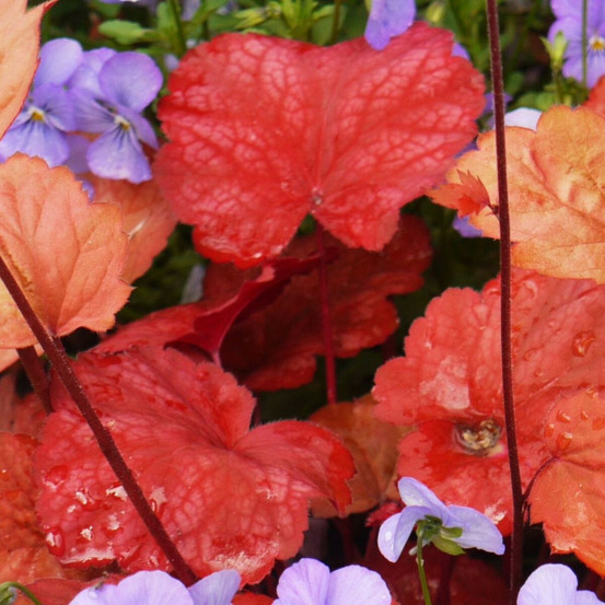 Heuchere cherry cola® lot de 9 godets