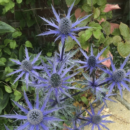 Panicaut, chardon 'big blue' godet de 8/9 cm