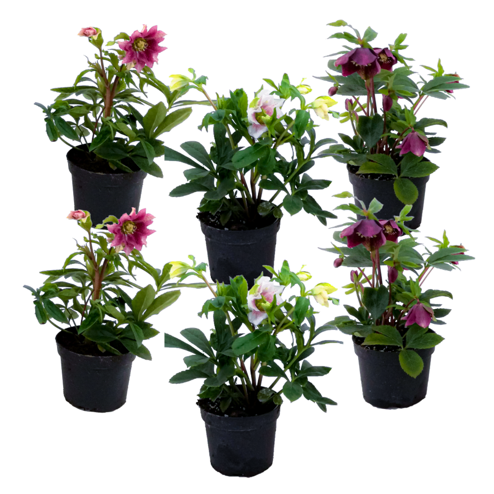 Rose de noël - set de 6 - helleborus orientalis - hauteur 20-30cm - ⌀12cm