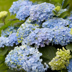 Hortensia revolution blue - le pot / 1.5l / hauteur livrée 20-30cm, vendu par lot de 2