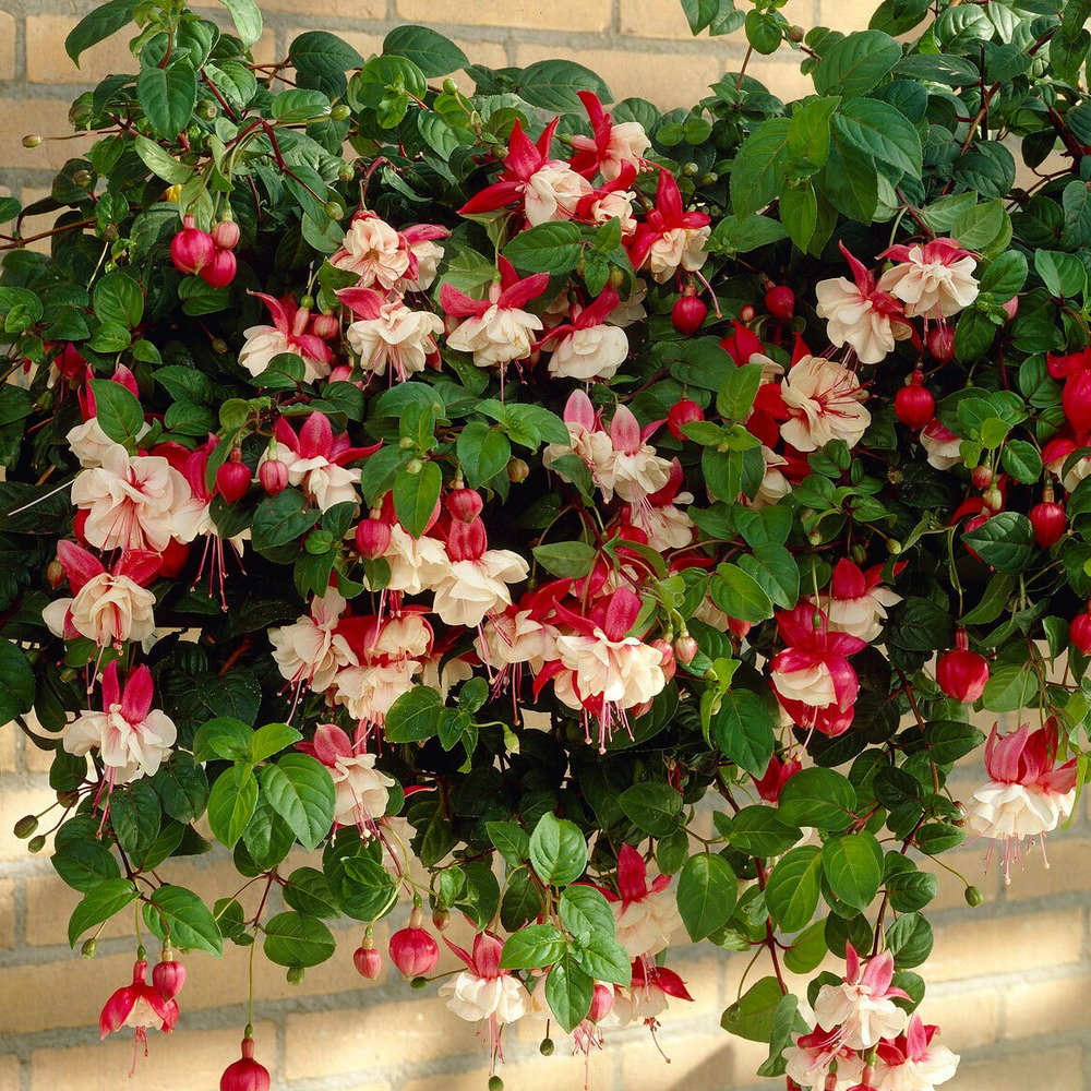 3 fuchsias retombants swingtime - les 3 pots / ø 9cm