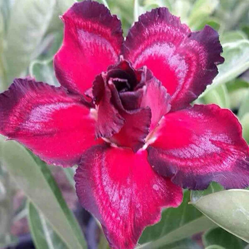 Adenium obesum cv.sing noir caudex d'environ 150g -violet