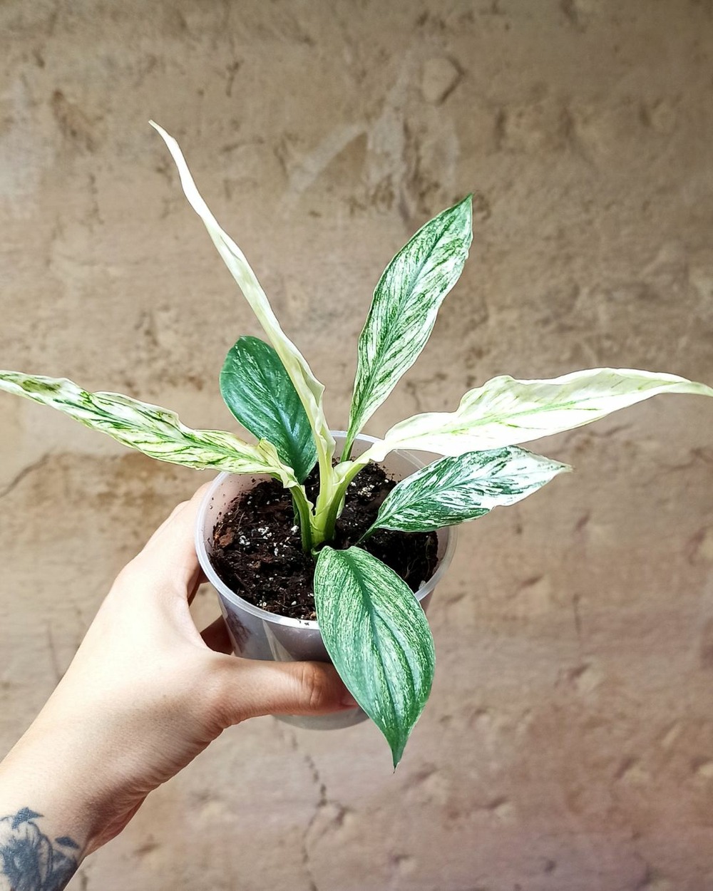 Spathiphyllum sensation variegata d. 6cm h. 15cm - plante d'intérieur