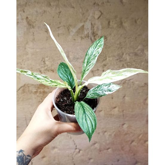 Spathiphyllum sensation variegata d. 6cm h. 15cm - plante d'intérieur
