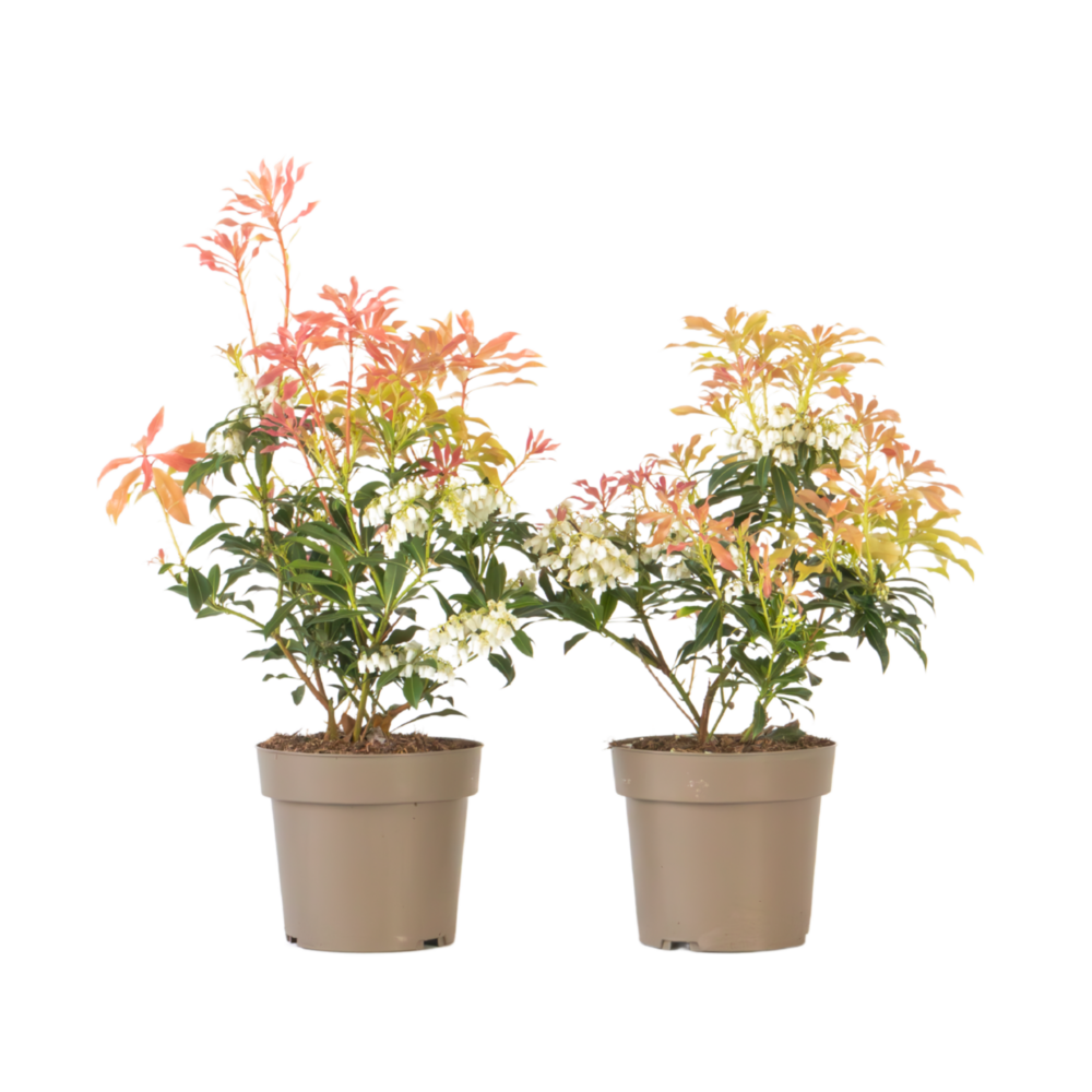 Andromède du japon - set de 2 - pieris 'forest flame' - hauteur 25-40cm - ⌀17cm
