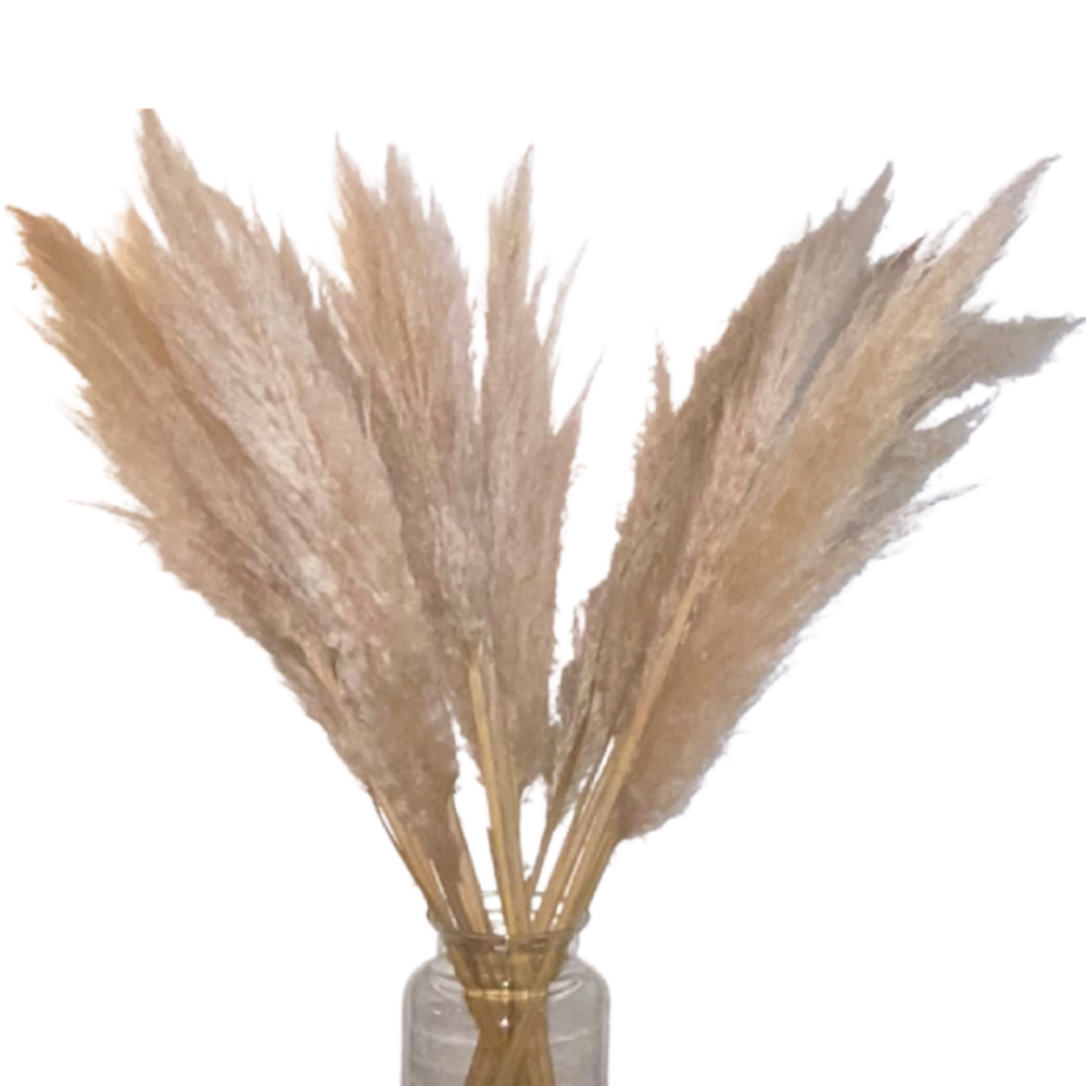 6 plants aubergine baluroi f1 en pot