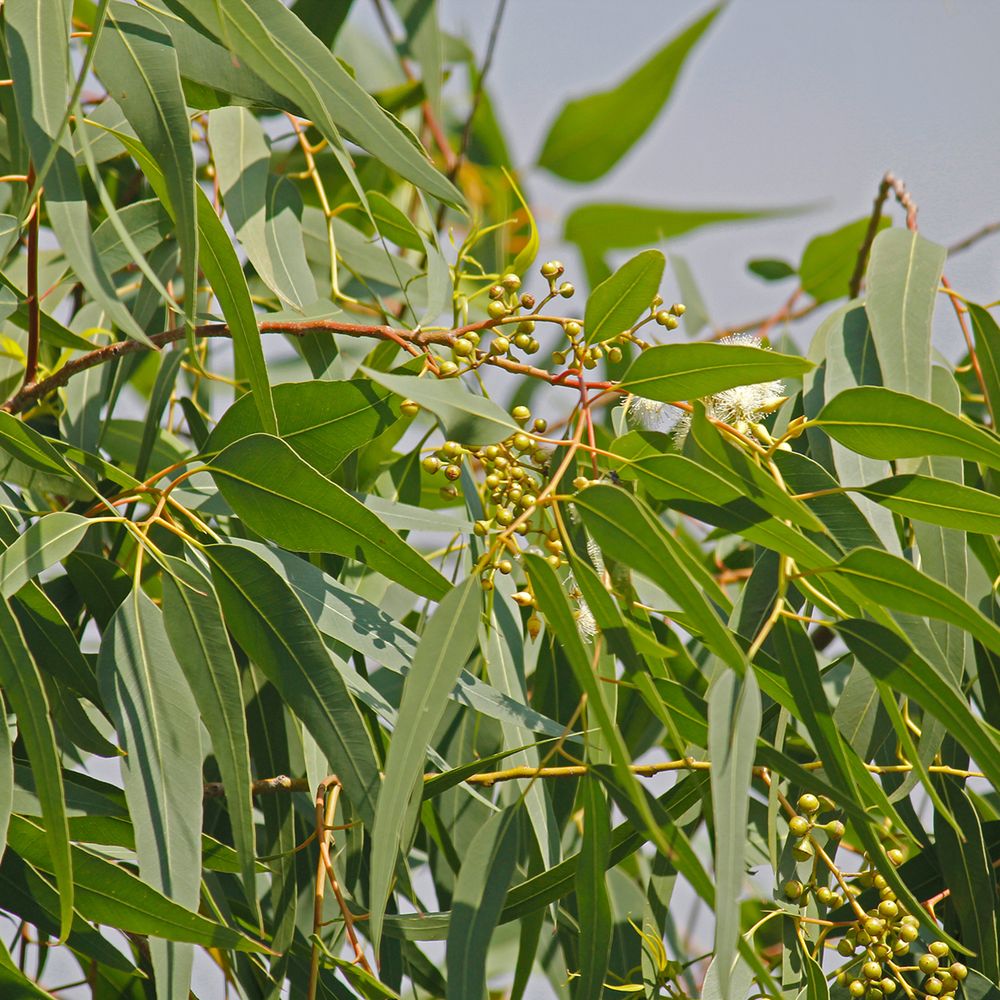 Eucalyptus citronné godet de 8/9 cm