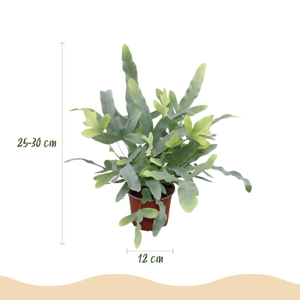 Phlebodium aureum blue star - pet-friendly - pot de 12cm - hauteur 25-30cm
