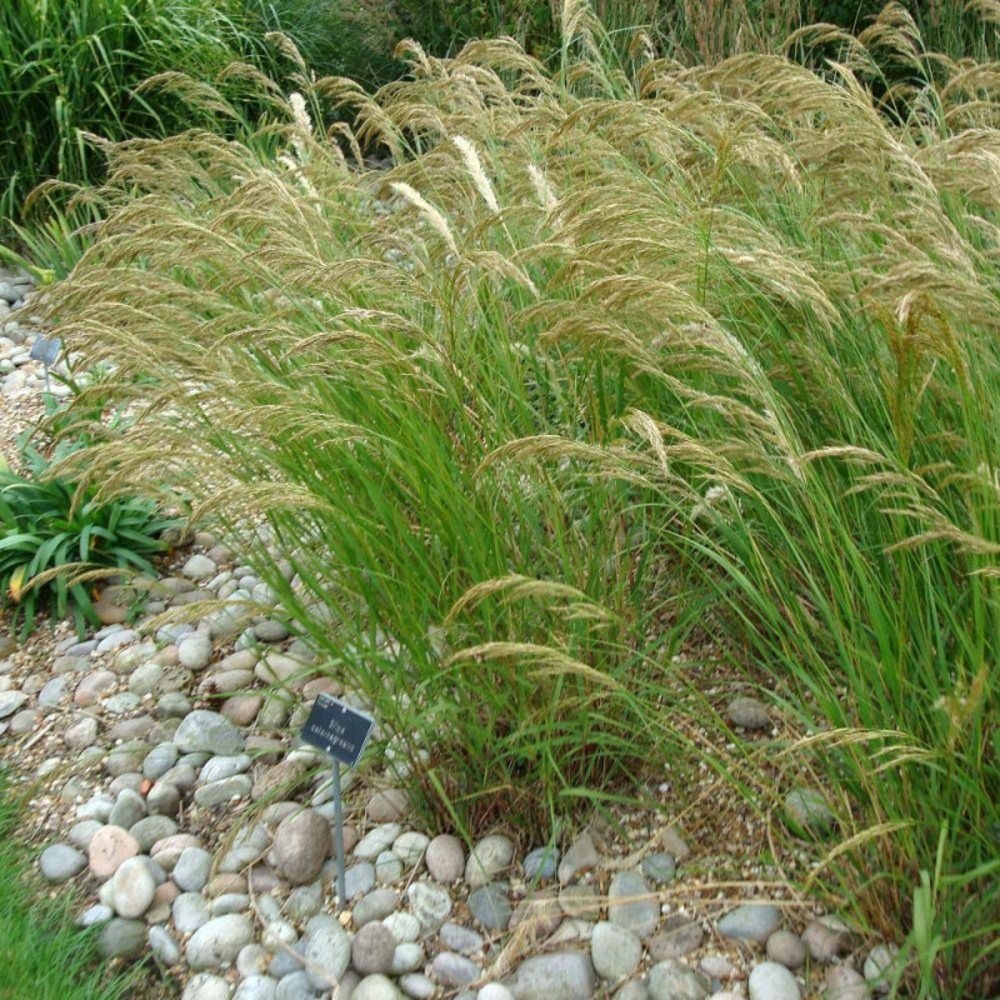 Stipa calamagrostis godet - 5/20 cm