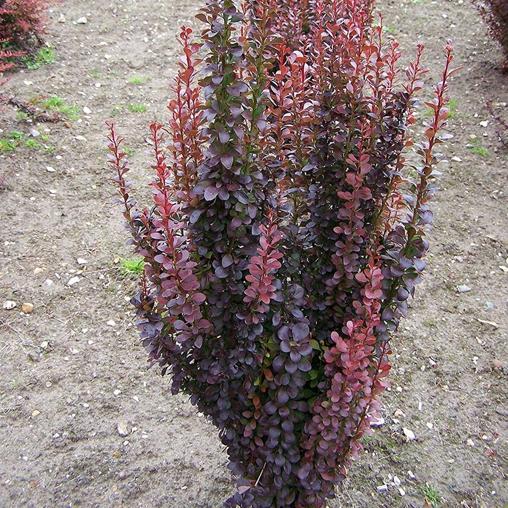 Épine-vinette de thunberg 'red rocket' pot de 2l/3l