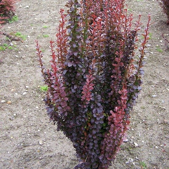 Épine-vinette de thunberg 'red rocket' pot de 2l/3l