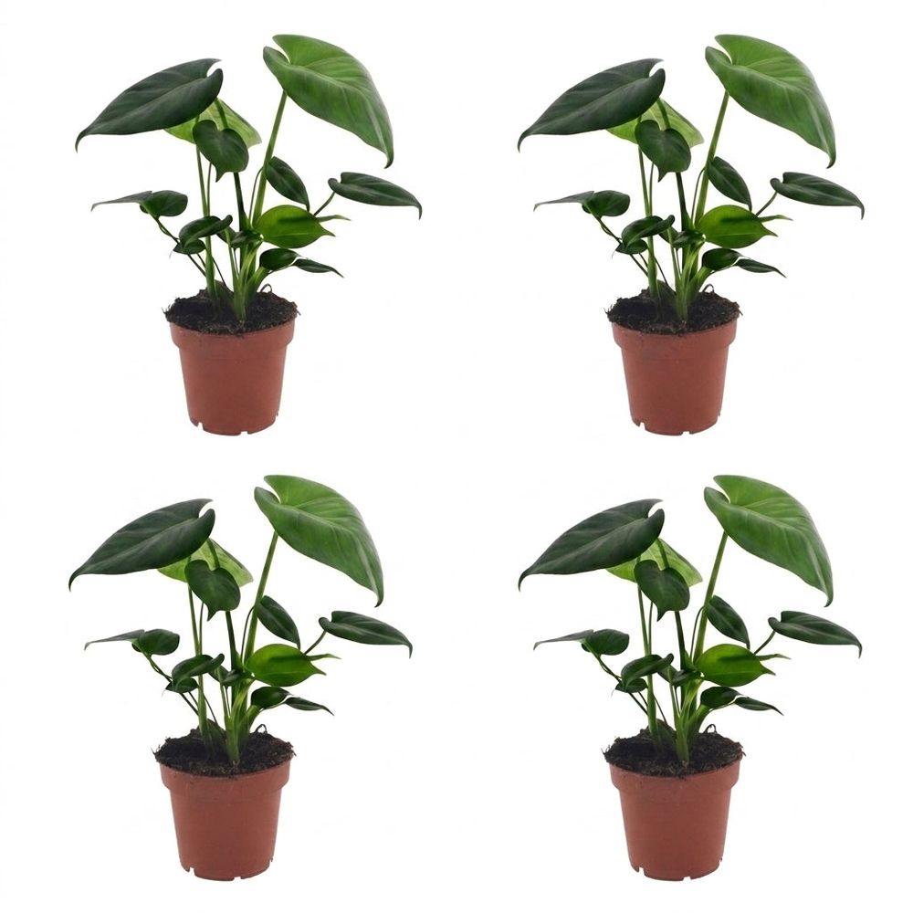 Monstera deliciosa - pot de 12cm