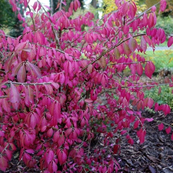 Fusain ailé nain (euonymus alatus 'compactus')