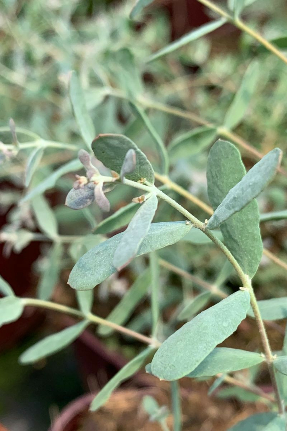 Eucalyptus gunnii 'france bleu ?' - 3l