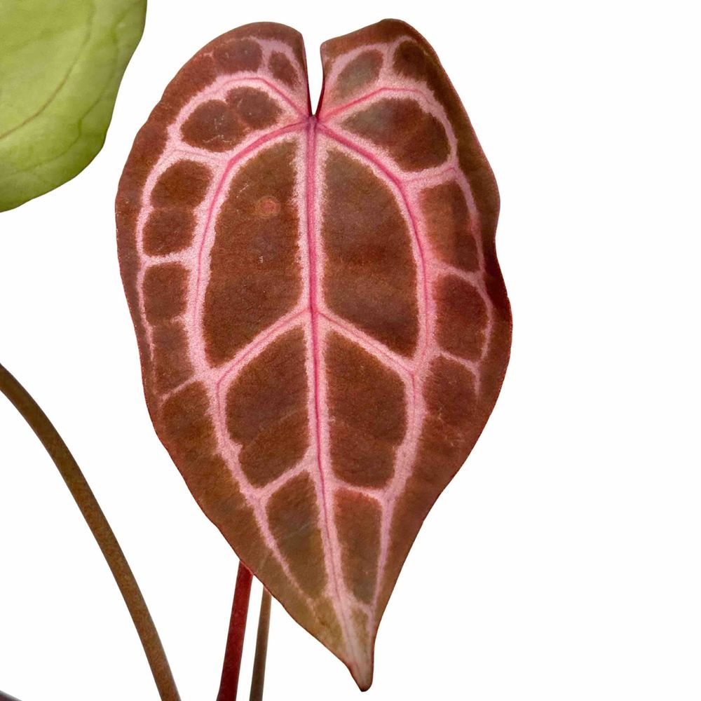 Anthurium docblock michelle - pot de 9cm