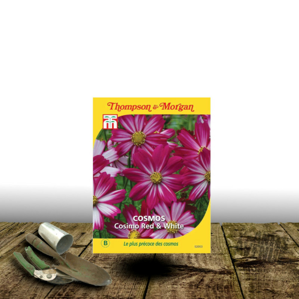 Graines de cosmos cosimo red and white - thompson & morgan sachet