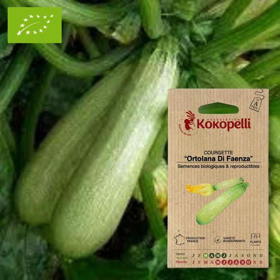 Courgette ortolana di faenza- graines bio à semer