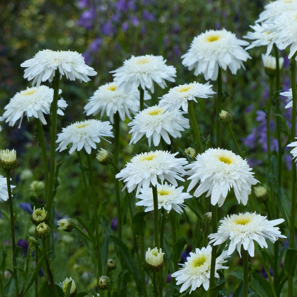 Marguerite 'wirral supreme' godet de 7/8 cm