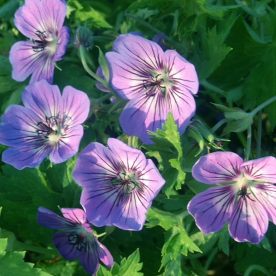 Géranium vivace havanas blues® godet - 5/20 cm