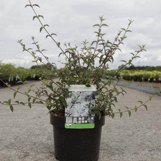 Deutzia monbeigii pot de 2l/3l