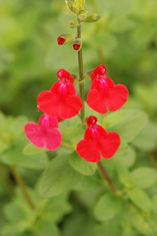 Sauge de 'graham' - en pot de 3 litres
