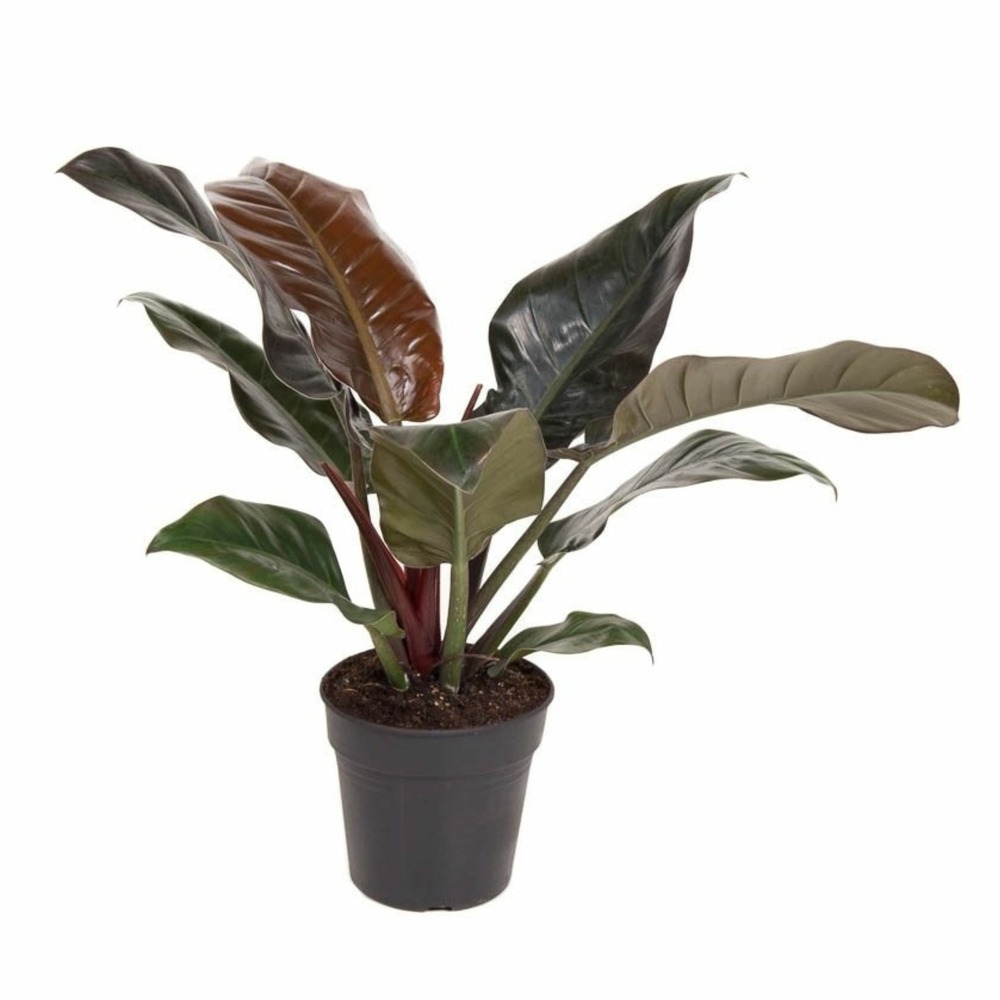 Plante verte - philodendron 'imperial red' - hauteur 50cm - ⌀19cm