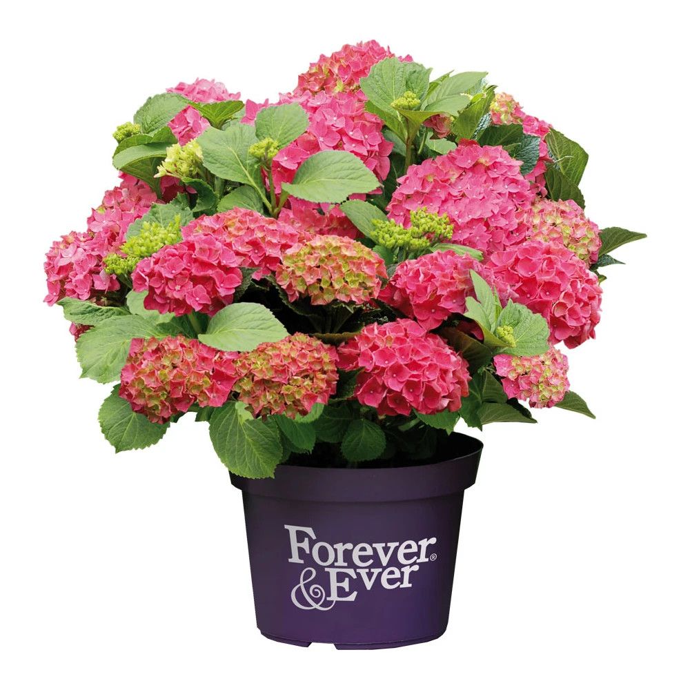Hortensia forever&ever® rouge, hydrangea macrophylla pot de 5l - touffe