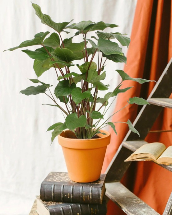 Homalomena maggy 90cm - plante d'intérieur