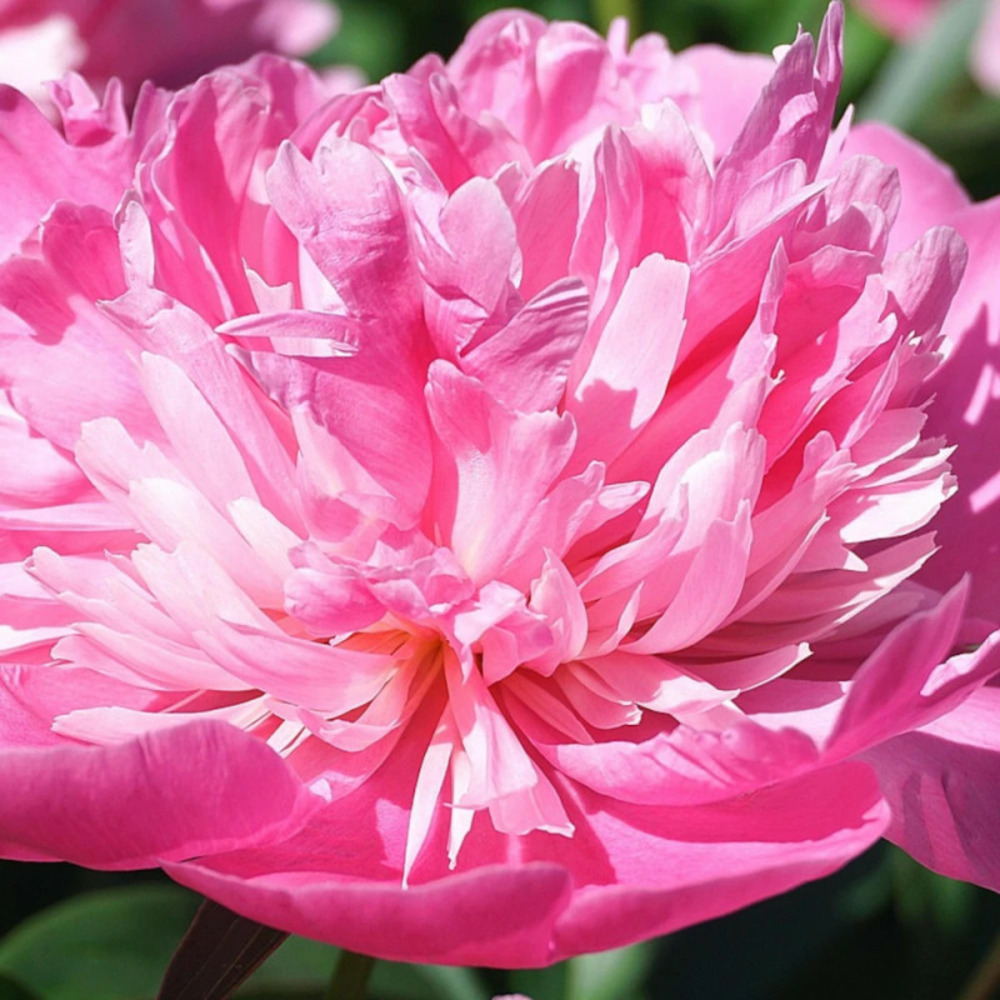 Pivoine herbacée amabilis pot de 2 litres