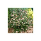 Abélie à grandes fleurs sherwood/abelia grandiflora 'sherwood'[-]pot de 4l - 40/60 cm