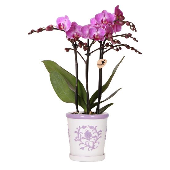 Orchidée violette vienna + cache-pot décoratif malaga lilas - taille de pot ø9 cm