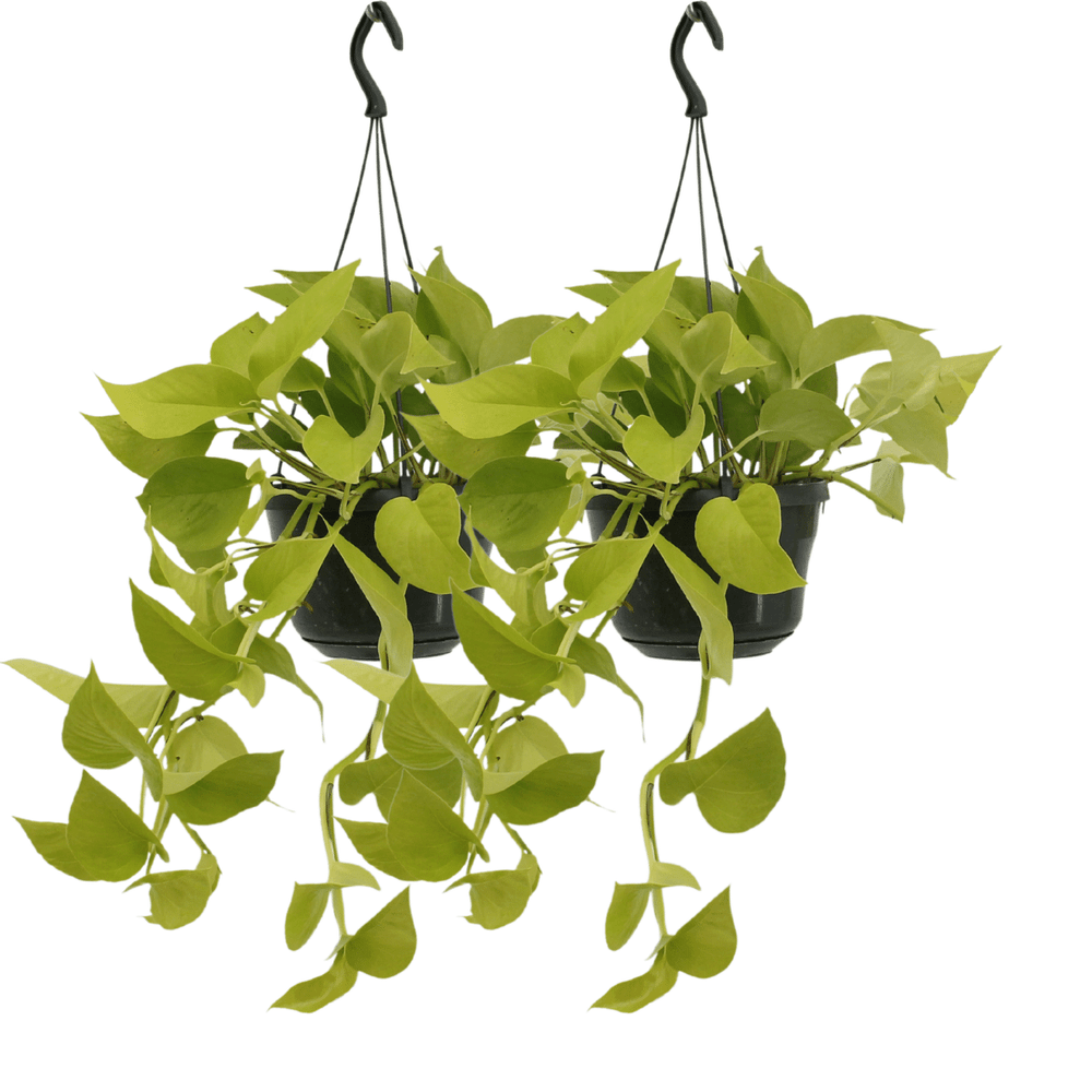 Epipremnum golden pothos (scindapsus) - 2 pièces - ø15cm - ↕25cm - plantes d'intérieur