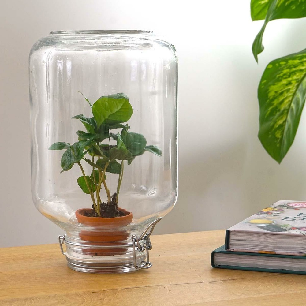 Easyplant - baby plante sous verre -