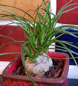 beaucarnea plante pot