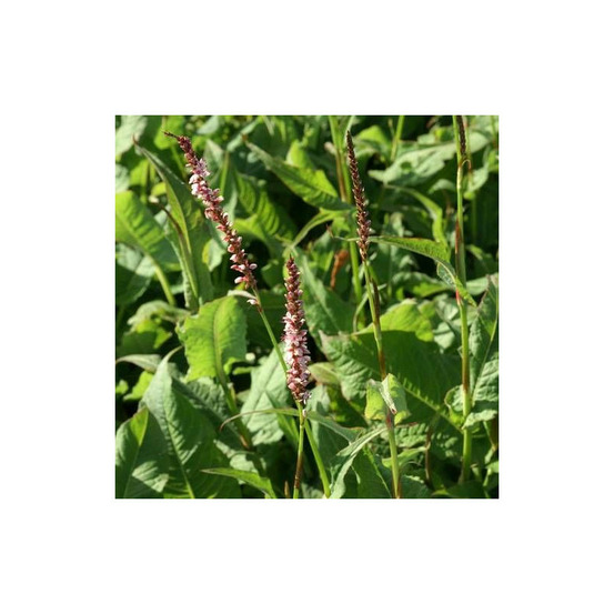 Persicaire rosea lot de 5 godets