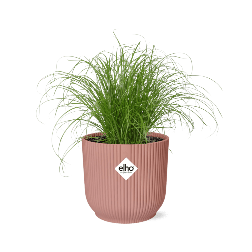 Cyperus alternifolius zumula in elho vibes fold 14cm roze - plantes d'intérieur