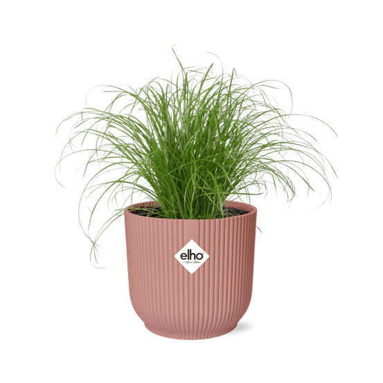 Cyperus alternifolius zumula in elho vibes fold 14cm roze - plantes d'intérieur