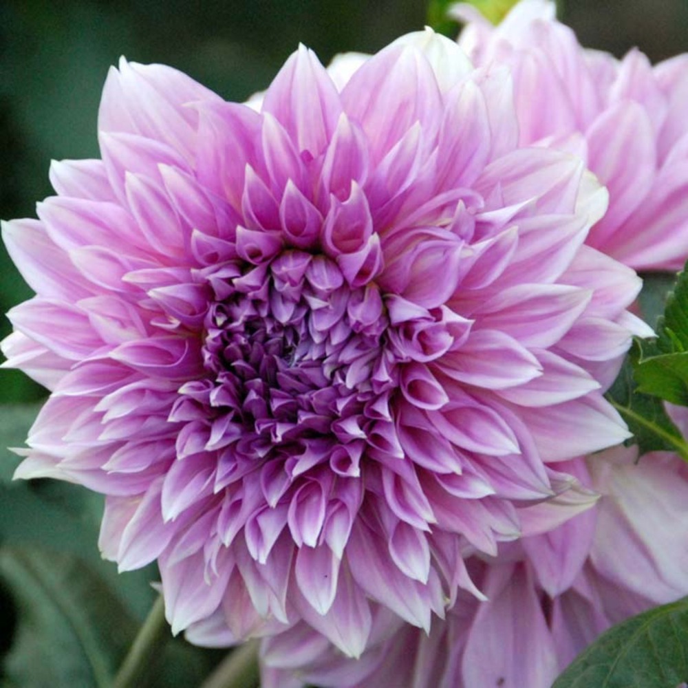 Dahlia gpe décoratif 'lilac times' bulbe calibre i