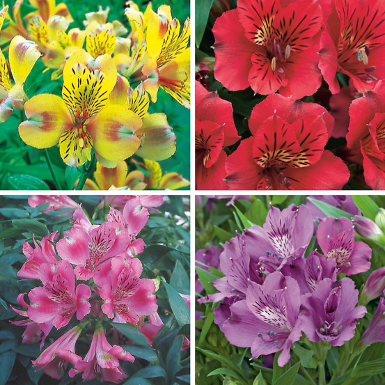 Offre speciale alstroemeres plante vivace - 4 godets