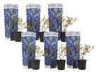 Myrtille - set de 6 - plante à baies - pot 9cm - hauteur 25-40cm