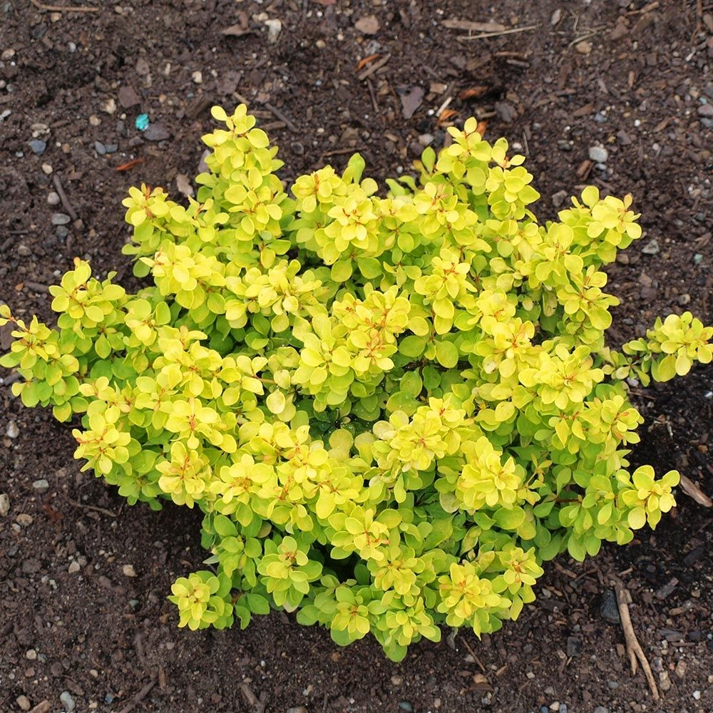 Épine-vinette de thunberg 'bonanza gold' pot de 2l/3l