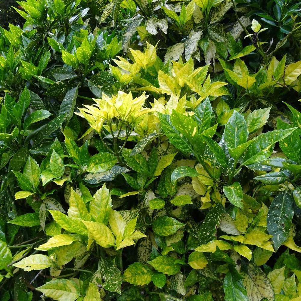 Aucuba du japon pot de 3l/4l